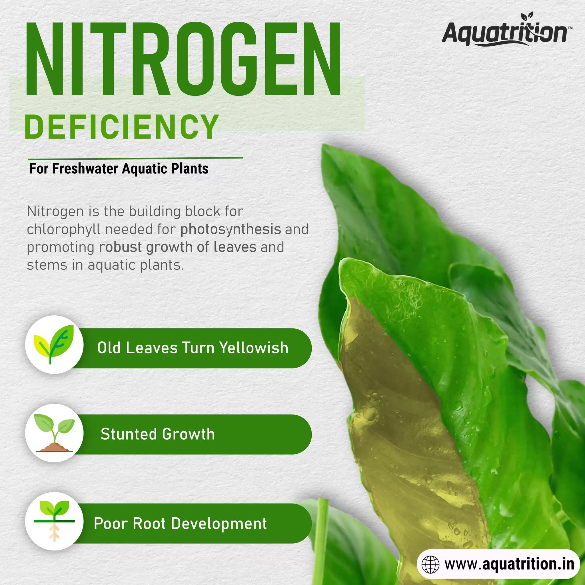 Nitrogen as a Nutrient in Planted Aquarium | Aquatrition
