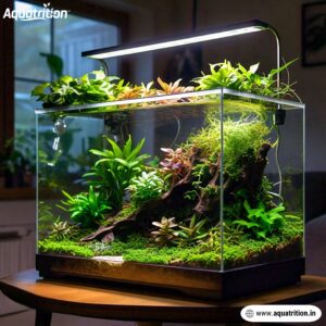 Home Aquatrition 45 449985443 934469248690828 6285895899493147031 n