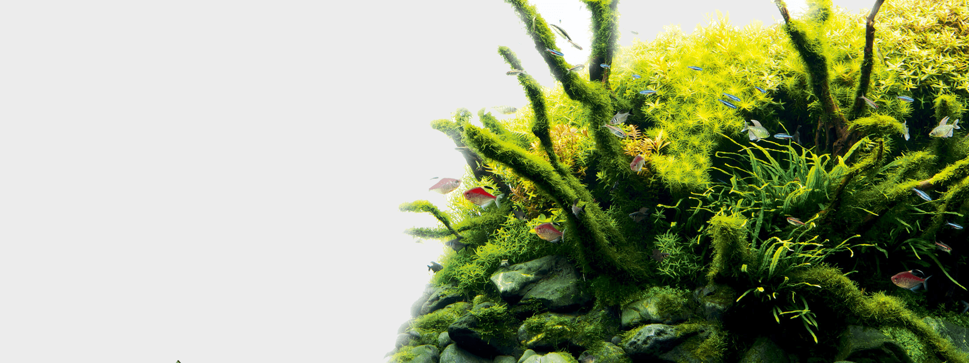 About Us-Aquatrition 3 Background 2 min