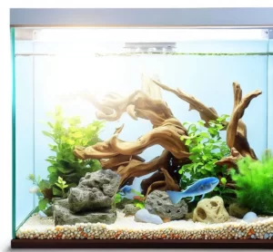 aquarium co2
