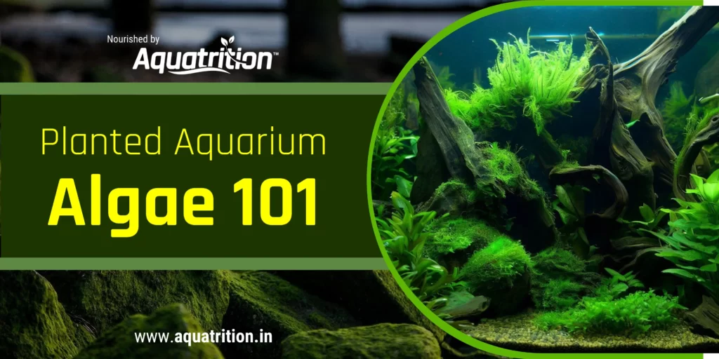 best aquarium fertilizer