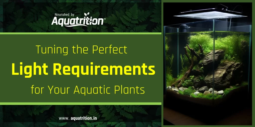 pond plant fertilizer