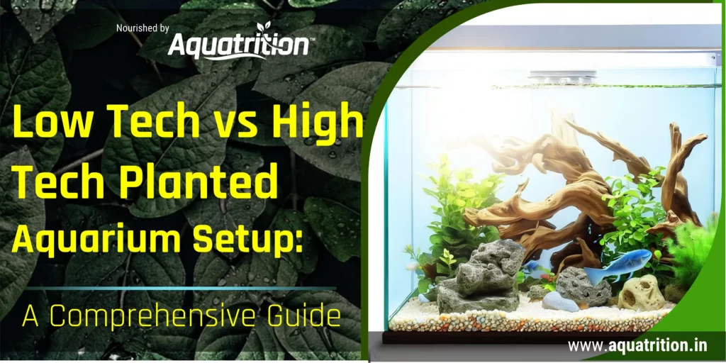 Low Tech vs High Tech Planted Aquarium
