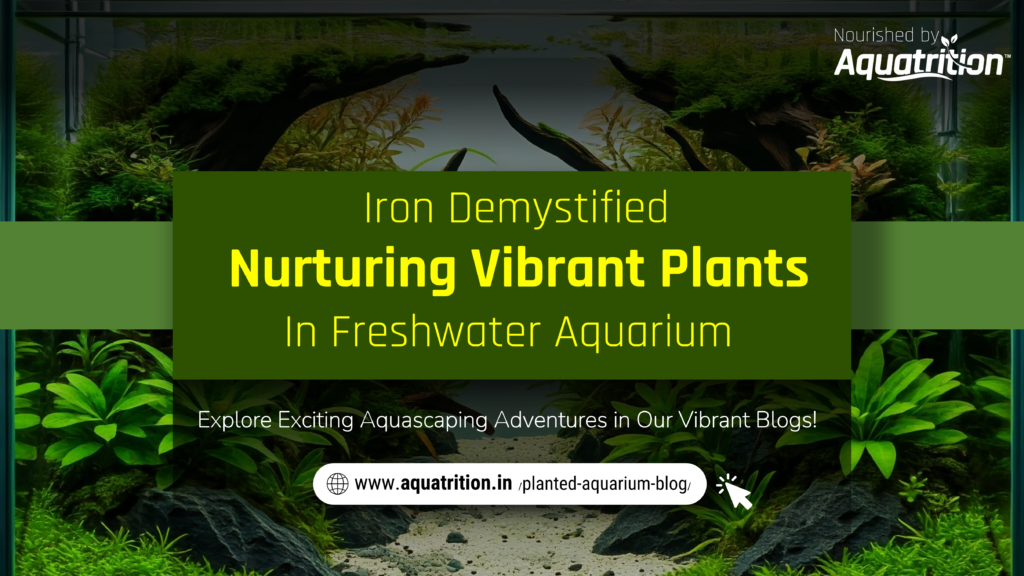 Iron in planted aquarium