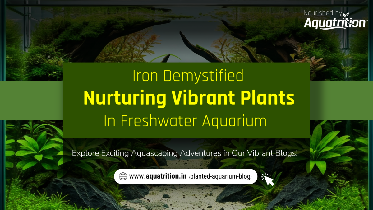 Picture Idea: Iron As A Micro Nutrient In Planted Aquarium
