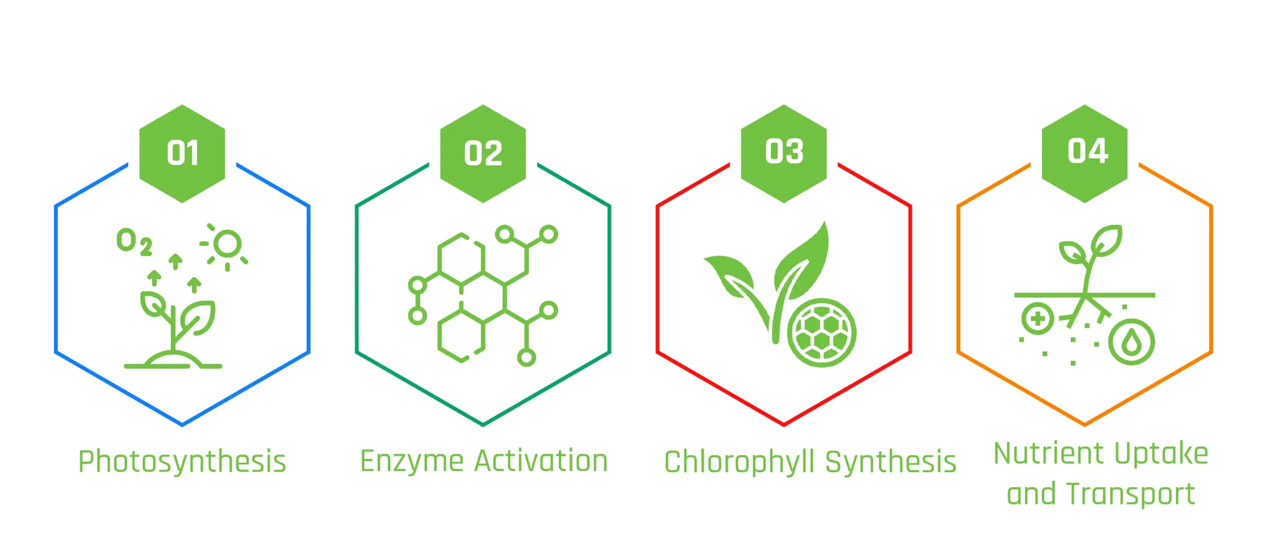 Less is More - The Role of Trace Elements in Thriving Planted Aquariums 4 info1 nkt 0905 scaled