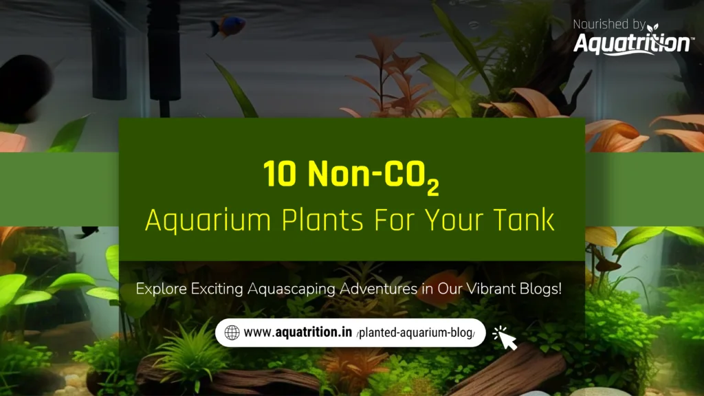 10 Non-CO2 Aquarium Plants