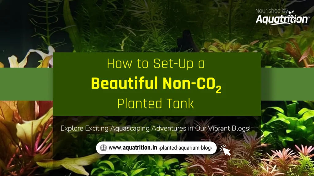 How to set-up a Beautiful Non CO2 Planted Tank