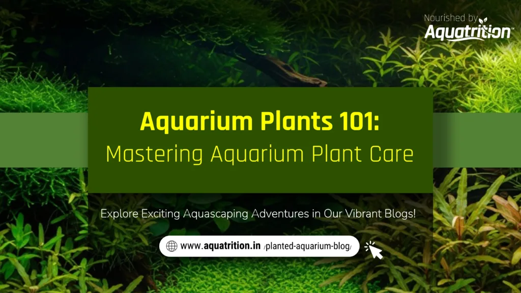 Aquarium Plants 101: Mastering Aquarium Plant Care