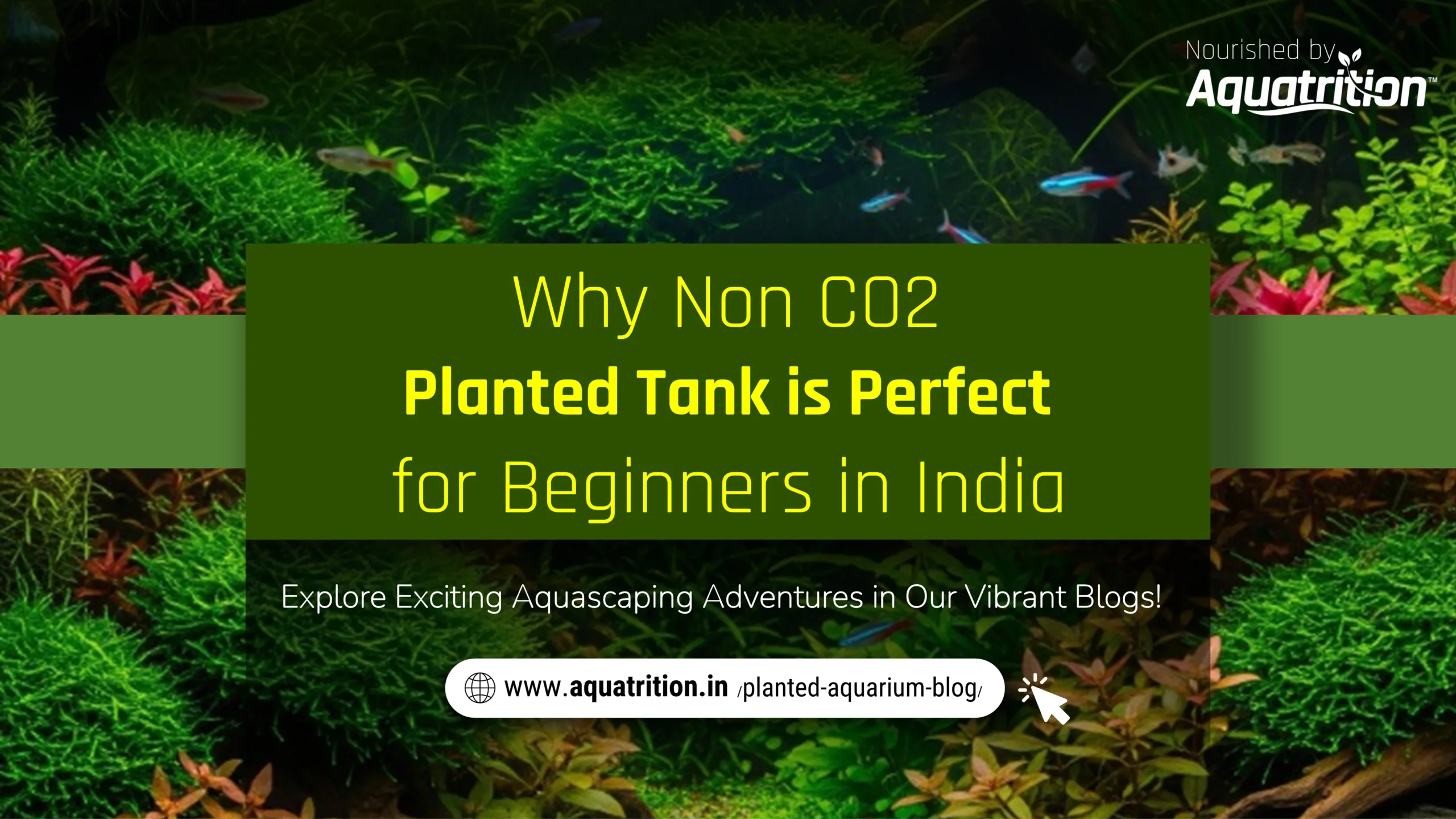 Why Non CO2 Planted Tank is Perfect for Beginners in India 1 Why Non CO2 Planted Tank is Perfect for Beginners in India