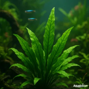 Why Non CO2 Planted Tank is Perfect for Beginners in India 9 seo blog 4
