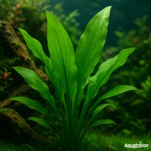 Why Non CO2 Planted Tank is Perfect for Beginners in India 10 seo blog image 3