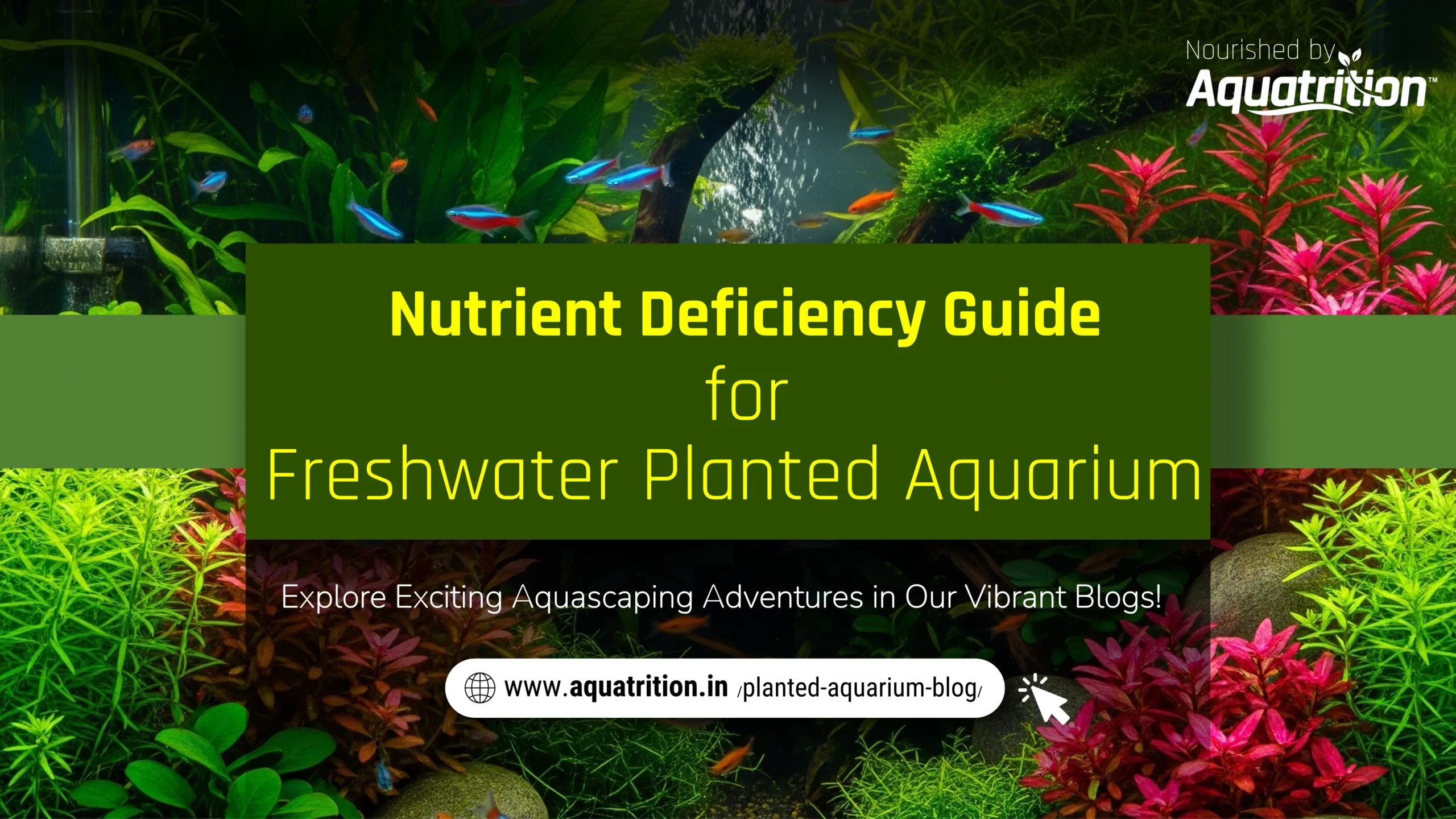 Nutrient Deficiency Guide for Freshwater Planted Aquarium 1 Nutrient Deficiency Guide for Freshwater Planted Aquarium