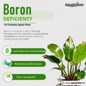 Nutrient Deficiency Guide for Freshwater Planted Aquarium 15 DEFICIENCY Boron