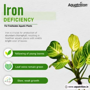 Nutrient Deficiency Guide for Freshwater Planted Aquarium 14 Explaining about Iron Deficiency in freshwater planted aquarium