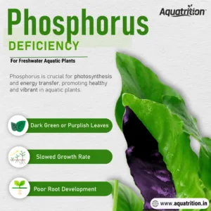 Nutrient Deficiency Guide for Freshwater Planted Aquarium 12 Explaining about Phosphorus Deficiency in freshwater planted aquarium