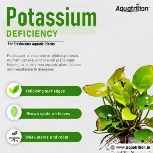 Nutrient Deficiency Guide for Freshwater Planted Aquarium 13 Explaining about potassium deficiency in freshwater planted aquarium