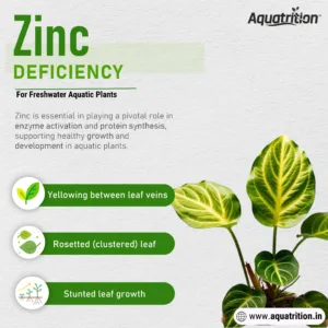 Nutrient Deficiency Guide for Freshwater Planted Aquarium 17 This is informational image about Zinc Deficiency in Aquatic plants