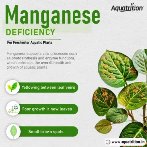Nutrient Deficiency Guide for Freshwater Planted Aquarium 16 DEFICIENCY manganese